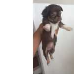 Filhote Fmea De Chihuahua Pelo Longo Com Pedigree