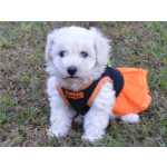 Bichon Frise puro