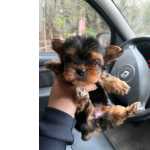 Yorkshire Terrier 12x Com Pedigree