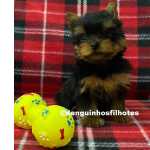 Filhote de Yorkshire Macho e Fmea