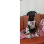 CADELA ENCONTRADA