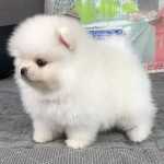 Filhote De Spitz Alemo Ano Macho Baby Face