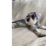 Schnauzer Miniatura Fmea