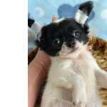 Chihuahua Macho Plo Longo Bicolor - Branco E Preto