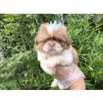 Maravilhosos Filhotes de Shih-tzu em Curitiba