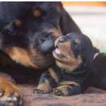 Rottweiler Brilhante Como Estrela Cadente