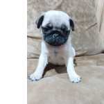 Pug Filhote