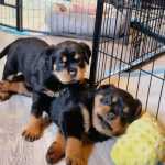 Rottweiler Calmo