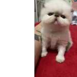 Filhotinhos De Gato  Himalaia ( Persa Color Point) Com Pedigree