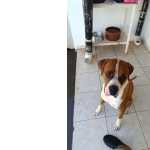 Procuro Namorada Raa Boxer