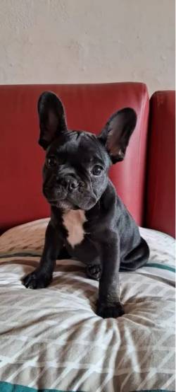 Buldogue Fraces Machinho