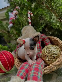 Venda De Filhotes De Pinscher