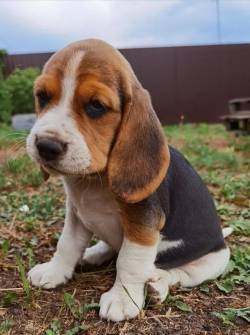 Beagle Curioso E Companheiro