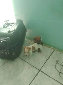 Dois Filhotes De Cachorro - R$ 200cada