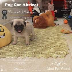 Pug Disponvel - Desconto Especial - Lindo Filhote - Canil De Pug Abricot