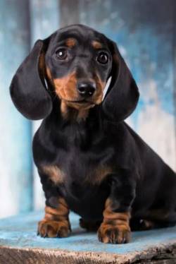Basset Teckel Slido E Arlequim Perfeito
