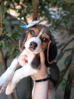 Machos E Fmeas Beagle Filhotes Garantia De Sade & Pedigree!!!