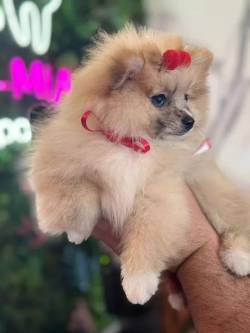 Beleza Rara !!!? Lulu Da Pomernia An Lindssima