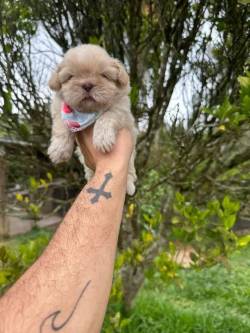 Shihtzu Macho Creme Disponvel