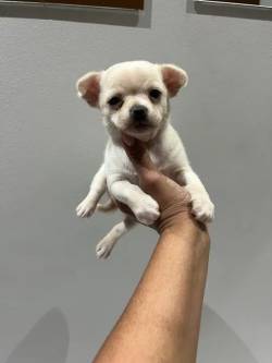 Chihuahua Ano