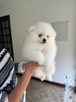 Spitz Alemo (lulu Da Pomerania)