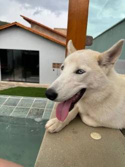 Husky Siberiano