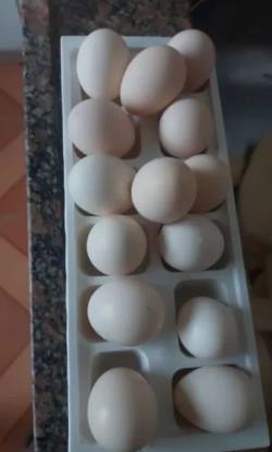 Ovos De Seramas Pra Venda