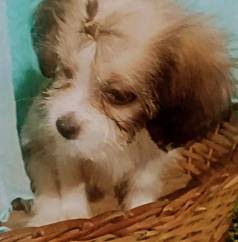 Vendo Filhote Lhasa Apso