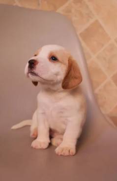 Filhote De Beagles, Lindos Filhotes Disponveis Antes Do Natal!