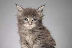 Maine Coon Gigantes