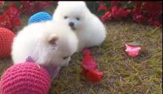 Spitz Alemao Ursinho