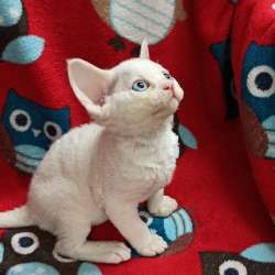 Gatinhos Devon Rex dispon�veis