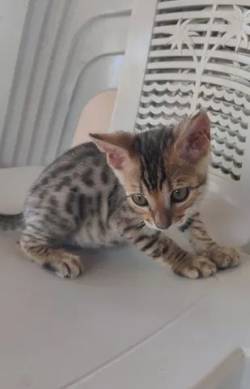 Bengal (filhote De Gato De Raa/ Gatinho)