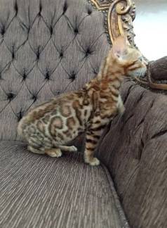 F.f.lindo Bengal