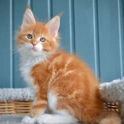 Gatinhos maine coon machos