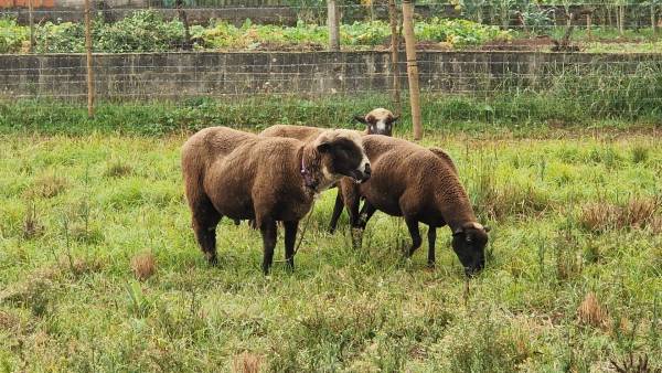 Compro ovelhas zona de aveiro