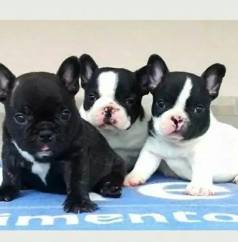 Bulldog Frances Cores Exoticas E Padro
