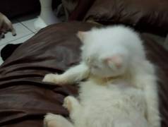 Vende-se Gatas Persas