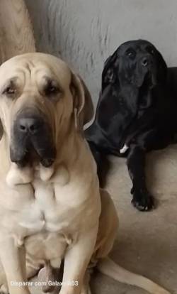 Fila Brasileiro