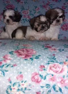 Shihtzu