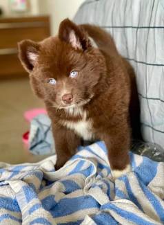 Pomsky - Mini Husky Imagem Real