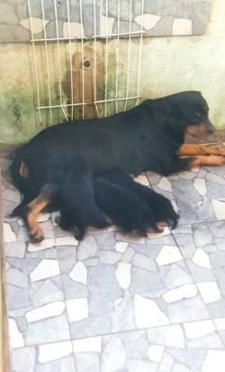 Rottweiler  Filhotes Com Pedigree Opcional