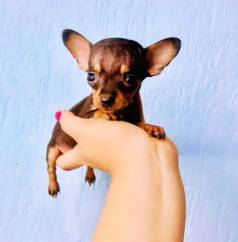 Filhotes Pinscher 0 Miniatura