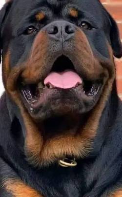 Rottweiler Alemo Top , O Que Vc Procura Esta Aqui