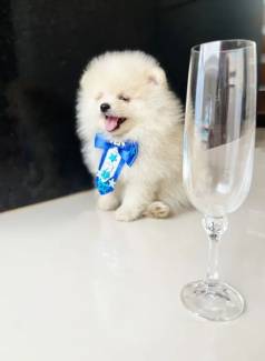 Lulu Da Pomerania