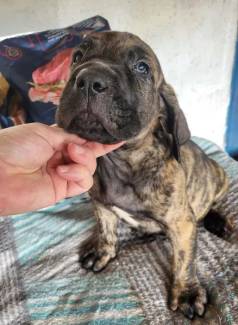 Fila Brasileiro