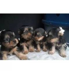 Yorkshire Terrier Filhotes - Estilo E Amor Em Um S!