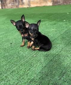 Pinscher Zero De Verdade