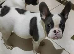 Filhotes De Bulldog Francs Macho