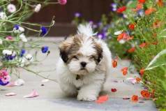 Shih Tzu Fofo E Dcil B